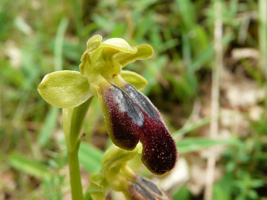 Ophrys fusca